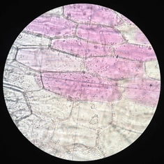 Fotózás mikroszkóppal
