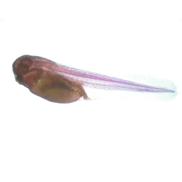 Speciális témájú preparátumok magyar nyelvű leírással (10db - Embriológia) Prep10embryo Speciális témájú preparátumok magyar nyelvű leírással (10db - Embriológia) Prep10embryo