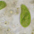 Kép 5/8 - Bresser Researcher Trino 40–1000x mikroszkóp