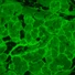 Kép 3/8 - MAGUS Lum V500L fluoreszcens fordított mikroszkóp