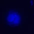Kép 7/8 - MAGUS Lum V500L fluoreszcens fordított mikroszkóp