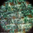 Kép 6/8 - (HU) Levenhuk Rainbow 50L PLUS Azure / Azúr mikroszkóp